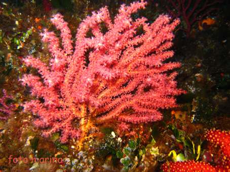 gorgonie